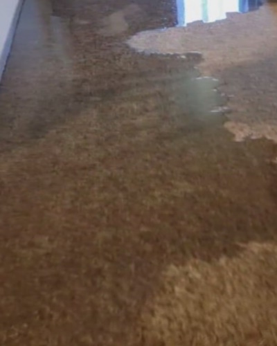 Carpet Water Damage Brisbane